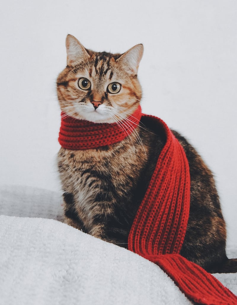 Stylish Scarves